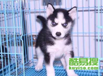 哪里有哈士奇小狗卖