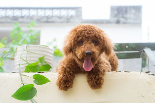 泰迪犬怀孕多久生
