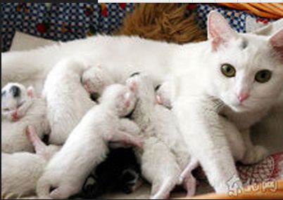 如何帮助猫咪生产