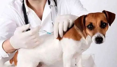 宠物狗哪里打狂犬疫苗