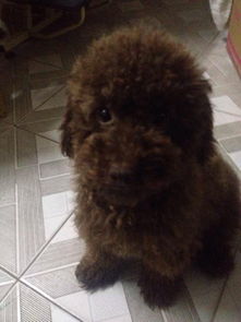 泰迪幼犬多久满月