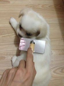 狗狗吃驱虫药多久可以吃饭