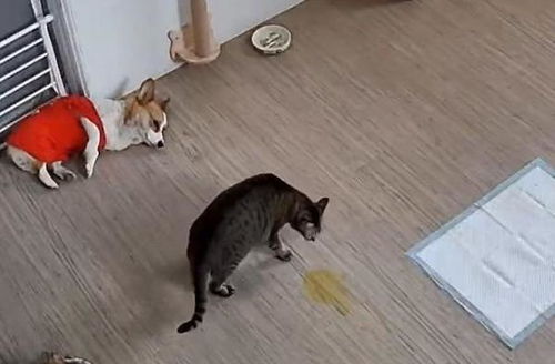 如何帮助猫咪排尿