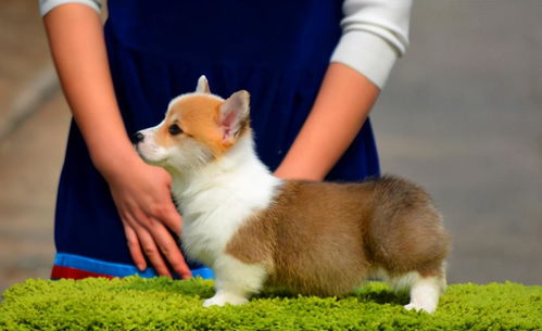 柯基犬可以活多久