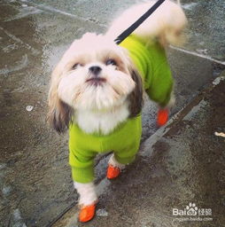 幼犬冬天如何保暖