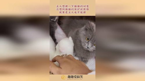 猫的哪里不能摸