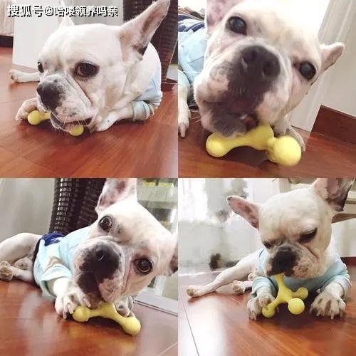 狗狗磨牙棒咬多久