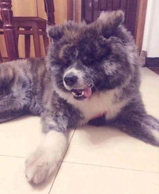 虎斑秋田犬怎么样