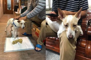 狗吃一点洋葱会怎么样