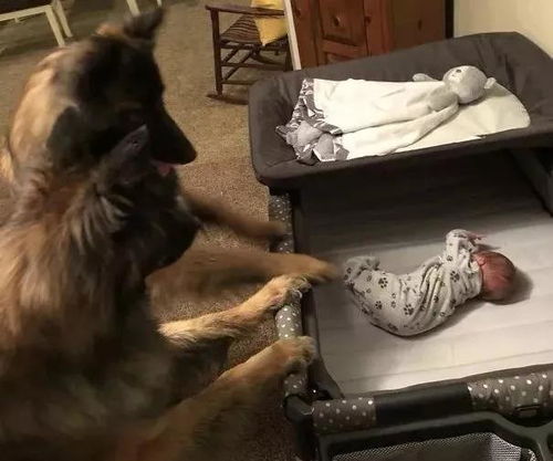 狗狗如何得知主人怀孕
