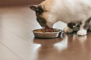 猫罐头开封后能放多久