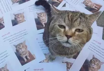 把猫丢了会怎么样