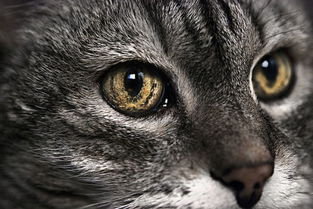 如何判断猫年龄