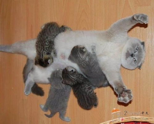 猫怀孕如何帮助生产