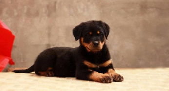 哪里能买到纯种犬