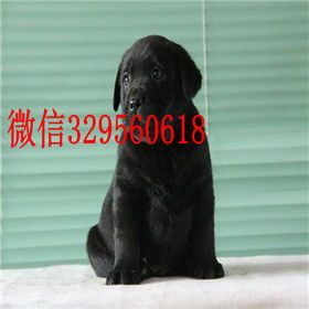 哪里有买拉布拉多犬舍