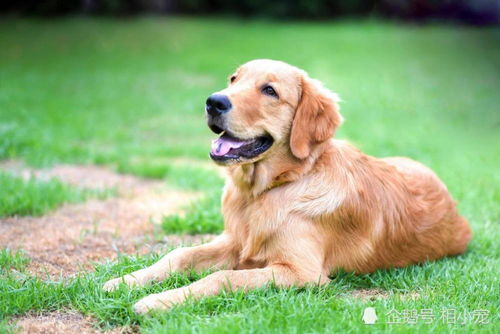 嘉兴哪里大量收金毛犬