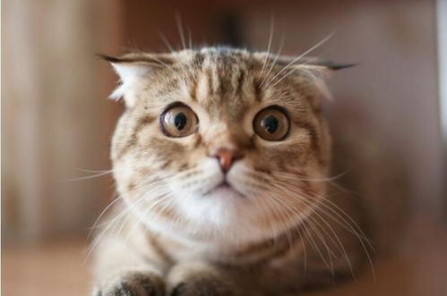哪里买猫会更便宜