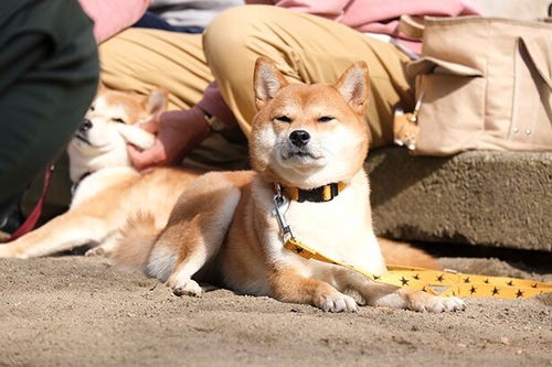柴犬多久可以训练