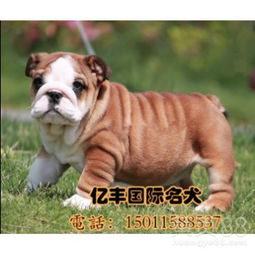 北京斗牛犬哪里买