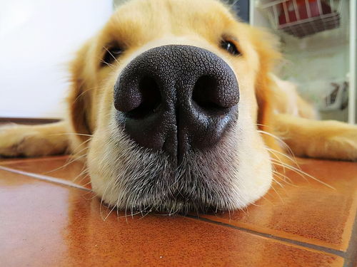狗狗出生多久鼻头黑