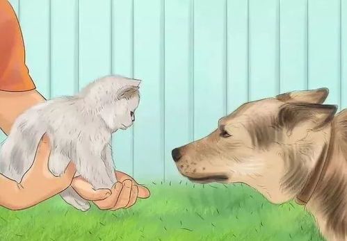 猫和狗如何相处