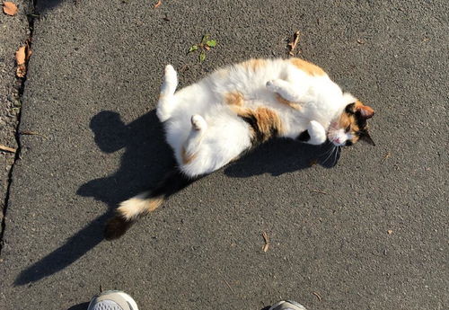 如何训练猫散步