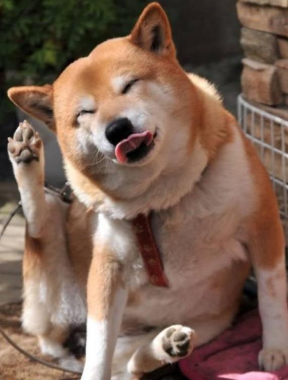 秋田犬和德牧哪个聪明
