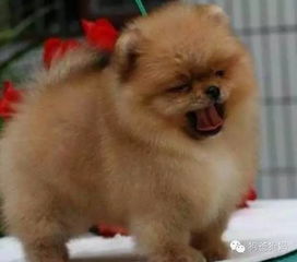 博美犬多久打疫苗
