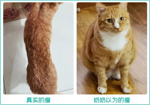 如何让猫咪变胖