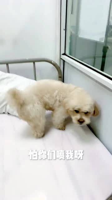 如何给狗狗打点滴