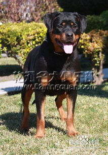 如何判断犬种