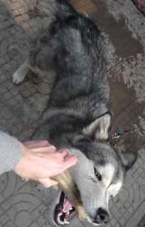 母狗怀孕多久胃口变好