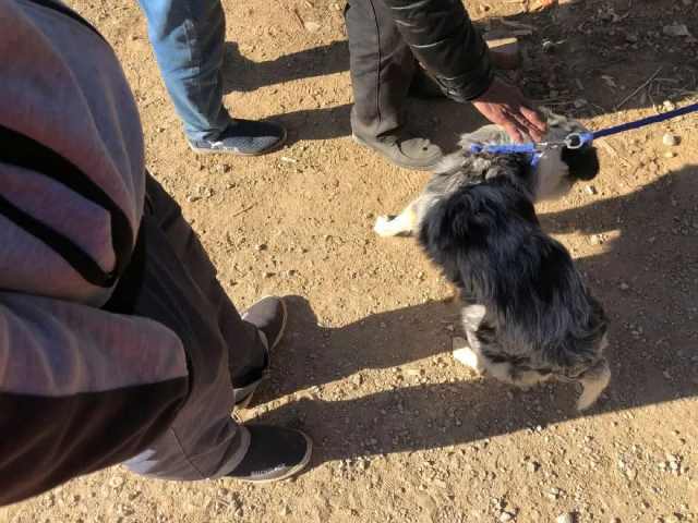 澳洲牧羊犬哪里有卖