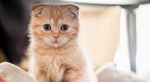 母猫怀孕生产大概多久