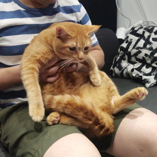 猫打完疫苗多久后绝育