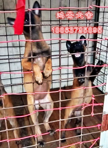哪里有卖小马犬的