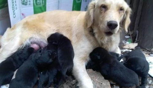 金毛犬受孕多久生小狗