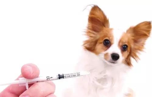 狗狗天然粮哪个牌子的好