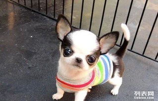 哪些狗是小型犬