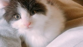 怎么样才能让小猫喝奶