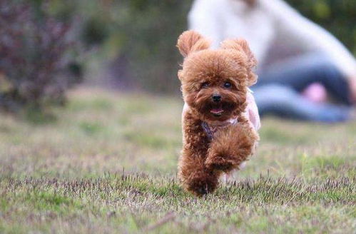 贵宾犬的性格怎么样