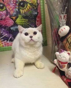 短尾猫在哪里买