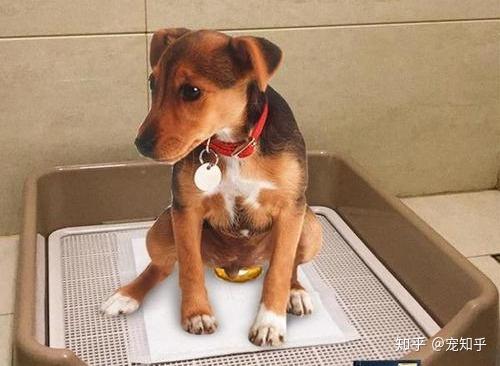 如何训练狗狗定点大便