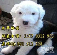广州哪里有卖古牧犬