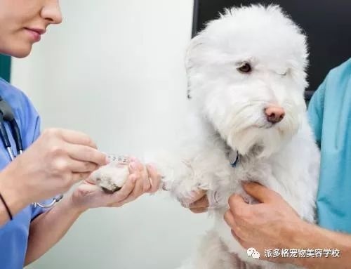 狗狗过敏之后多久会好