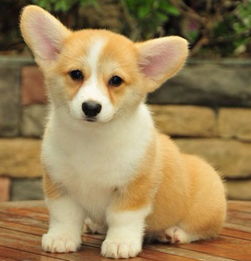 柯基犬哪里有的买