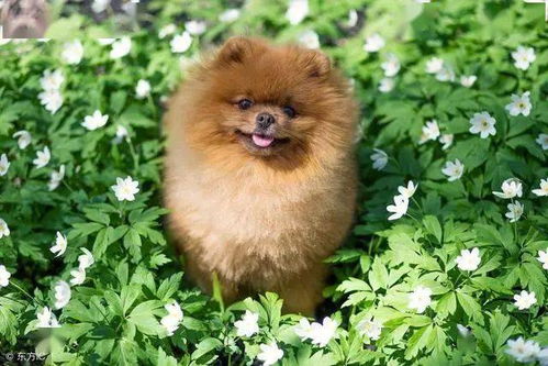博美犬多久喂一次