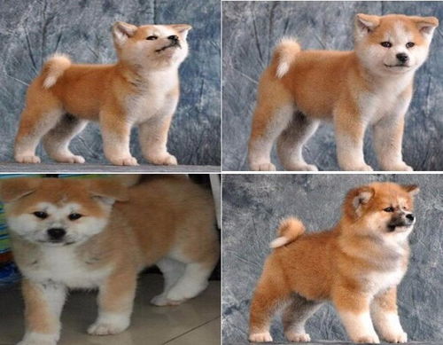 广州哪里有秋田犬
