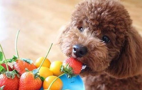 泰迪幼犬常吃哪些食物